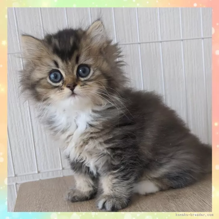 M 様のお迎えした子猫