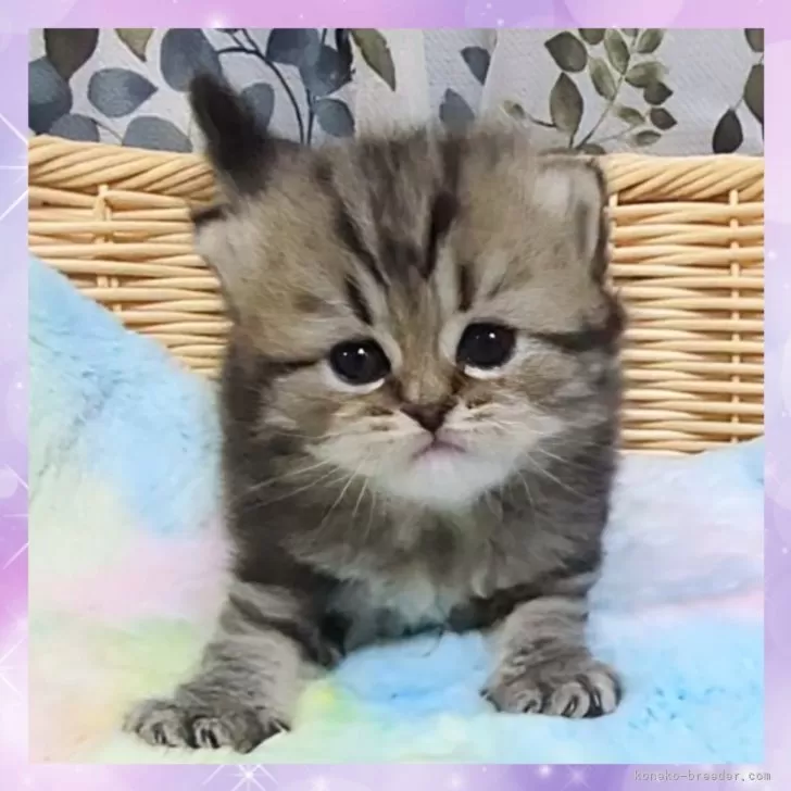 マンチカン(長足)【千葉県・女の子・2025年10月19日・ブラウンタビー】の写真1「これからどんどん可愛くなります😺成長が楽しみ😍」