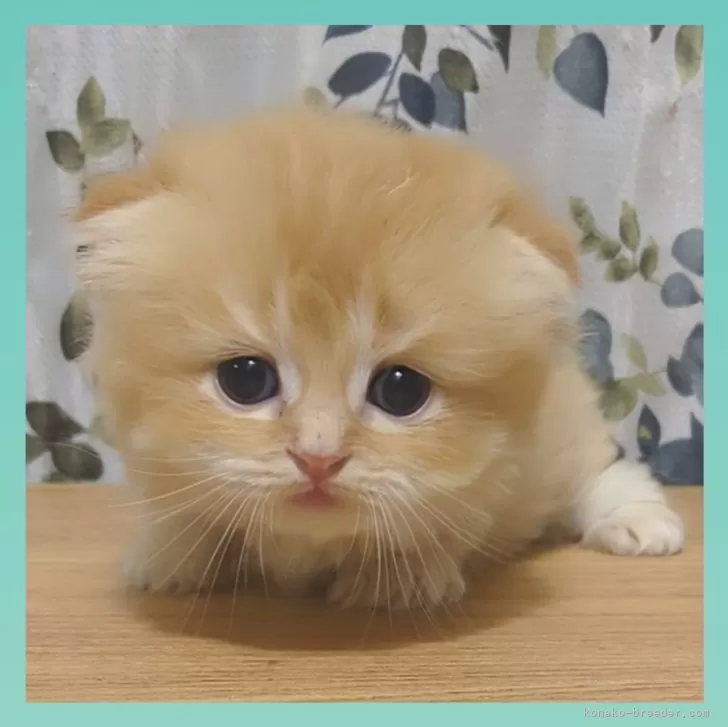 S.E 様のお迎えした子猫