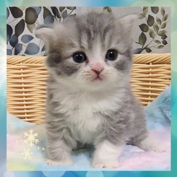 スコティッシュフォールド(立ち耳)【千葉県・男の子・2025年10月28日・ブルータビー&ホワイト（セミロング）】の写真「八割れ★エプロン★ホワイトソックスの可愛い僕🩵」