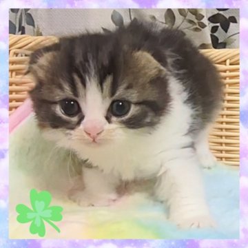 スコティッシュフォールド(折れ耳)【千葉県・男の子・2025年10月28日・ブラウンタビー&ホワイト（セミロング）】の写真「お目々ぱっちりな八割れマフラー君✨」