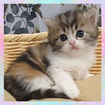 ミヌエット(長足)【千葉県・女の子・2025年3月16日・キャリコ（セミロング）】の写真「鮮やかなキャリコのとってもキュートな女の子🥰」