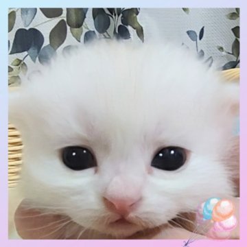 ミヌエット(長足)【千葉県・男の子・2025年10月22日・カメオ&ホワイト（セミロング）】の写真「超可愛いです🩷優しいお顔立ちのイケメン君」