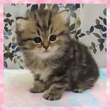 マンチカン(長足)【千葉県・女の子・2025年10月19日・ブラウンタビー（セミロング）】の写真「まん丸なお顔のとってもチャーミングな女の子😺」