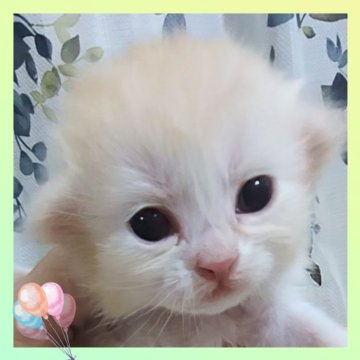 ミヌエット(長足)【千葉県・男の子・2025年10月22日・カメオ&ホワイト（セミロング）】の写真「超可愛いです🩷優しいお顔立ちのイケメン君」