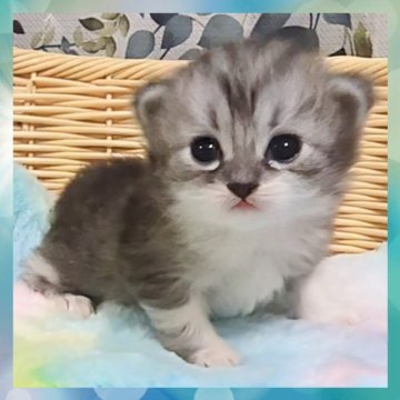 ミヌエット(長足)【千葉県・男の子・2025年10月22日・シルバータビー&ホワイト（セミロング）】の写真「超可愛いです🩷お目々ぱっちりなイケメン君」