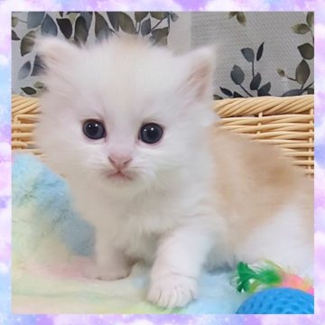 ミヌエット(長足)【千葉県・男の子・2025年10月22日・カメオ&ホワイト（セミロング）】の写真「超可愛いです🩵優しいお顔立ちのイケメン君」