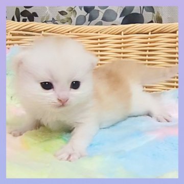 ミヌエット(長足)【千葉県・男の子・2025年10月22日・カメオ&ホワイト（セミロング）】の写真「超可愛いです🩷優しいお顔立ちのイケメン君」