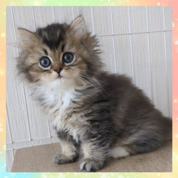 マンチカン(長足)【千葉県・女の子・2025年4月6日・ブラウンタビー】の写真「まん丸なお顔のとってもチャーミングな女の子💗」