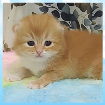 マンチカン(長足)【千葉県・男の子・2025年10月19日・ゴールデン&ホワイト（セミロング）】の写真「鮮やかなゴールデンのまん丸なイケメン君です🩵」