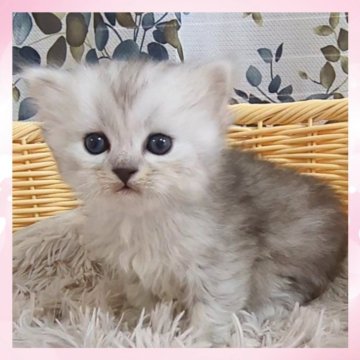 チンチラ×サイベリアン【千葉県・男の子・2025年3月22日・シェーデッドシルバータビー（セミロング）】の写真「唯一無二✨綺麗な目鼻立ちの可愛い子😺」