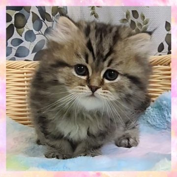 マンチカン(長足)【千葉県・女の子・2025年10月19日・ブラウンタビー（セミロング）】の写真「まん丸なお顔のとってもチャーミングな女の子✨」