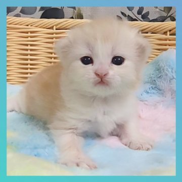 ミヌエット(長足)【千葉県・男の子・2025年10月22日・カメオ&ホワイト（セミロング）】の写真「超可愛いです🩷優しいお顔立ちのイケメン君」