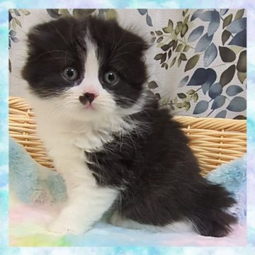 スコティッシュフォールド(折れ耳)【千葉県・男の子・2025年10月28日・ブラック&ホワイト（セミロング）】の写真「八割れ⭐チョビ髭⭐タキシードを着た可愛い僕」