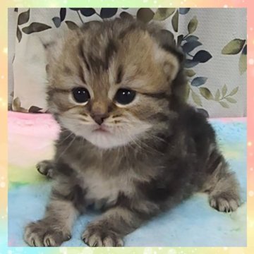 マンチカン(長足)【千葉県・女の子・2025年10月19日・ブラウンタビー（セミロング）】の写真「まん丸なお顔のとってもチャーミングな女の子💗」