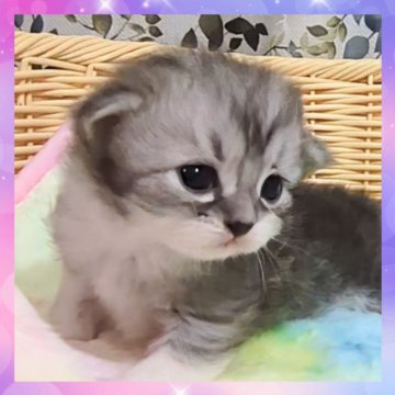 ミヌエット(長足)【千葉県・男の子・2025年10月22日・シルバータビー&ホワイト（セミロング）】の写真「超可愛いです🩷お目々ぱっちりなイケメン君」