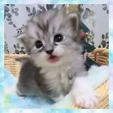 ミヌエット(長足)