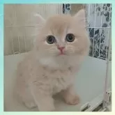 スコティッシュフォールド(立ち耳)