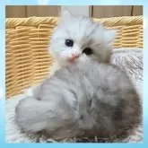 マンチカン(長足)