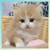 マンチカン(長足)