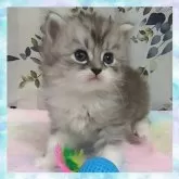 ミヌエット(長足)