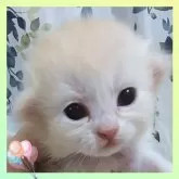 ミヌエット(長足)