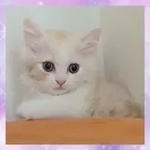 ミヌエット(長足)