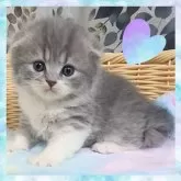 スコティッシュフォールド(折れ耳)