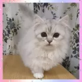 ミヌエット(短足)【千葉県・女の子・2024年10月16日・シェーデッドシルバータビー】の写真1「ふわっふわの柔らかな手触りです🥰」