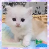 ミヌエット(長足)