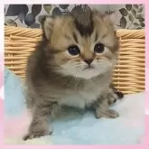 マンチカン(長足)