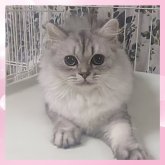 ブリティッシュ×ミックス(チンチラ×サイベリアン)