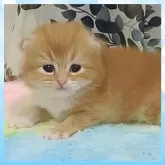 マンチカン(長足)