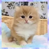 マンチカン(長足)