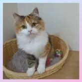 マンチカン(長足)【千葉県・女の子・2024年10月3日・キャリコ】の写真1