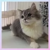 マンチカン(長足)