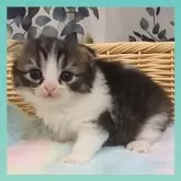 スコティッシュフォールド(折れ耳)