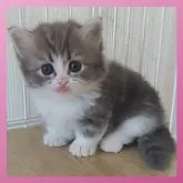 ミヌエット(短足)【千葉県・女の子・2025年5月17日・ブルータビー&ホワイト】の写真3