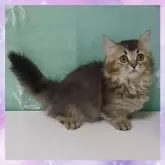 ミヌエット(短足)【千葉県・男の子・2025年5月17日・ブラウンタビー】の写真5