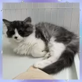 スコティッシュフォールド×サイベリアン【千葉県・男の子・2024年9月22日・ブラックスモーク&ホワイト】の写真3