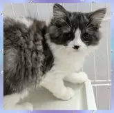 スコティッシュフォールド×サイベリアン【千葉県・男の子・2024年9月22日・ブラックスモーク&ホワイト】の写真4