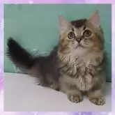 ミヌエット(短足)【千葉県・男の子・2025年5月17日・ブラウンタビー】の写真6