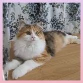 マンチカン(長足)【千葉県・女の子・2024年10月3日・キャリコ】の写真5