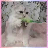 ミヌエット(短足)【千葉県・女の子・2024年10月16日・シェーデッドシルバータビー】の写真5