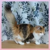 マンチカン(長足)【千葉県・女の子・2024年10月3日・キャリコ】の写真6