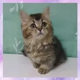 ミヌエット(短足)【千葉県・男の子・2025年5月17日・ブラウンタビー】の写真2