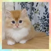 マンチカン(短足)【千葉県・男の子・2025年3月30日・ゴールデン&ホワイト】の写真2