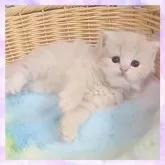 スコティッシュフォールド(立ち耳)【千葉県・男の子・2025年11月24日・クリーム】の写真2