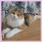 マンチカン(長足)【千葉県・女の子・2024年10月3日・キャリコ】の写真9