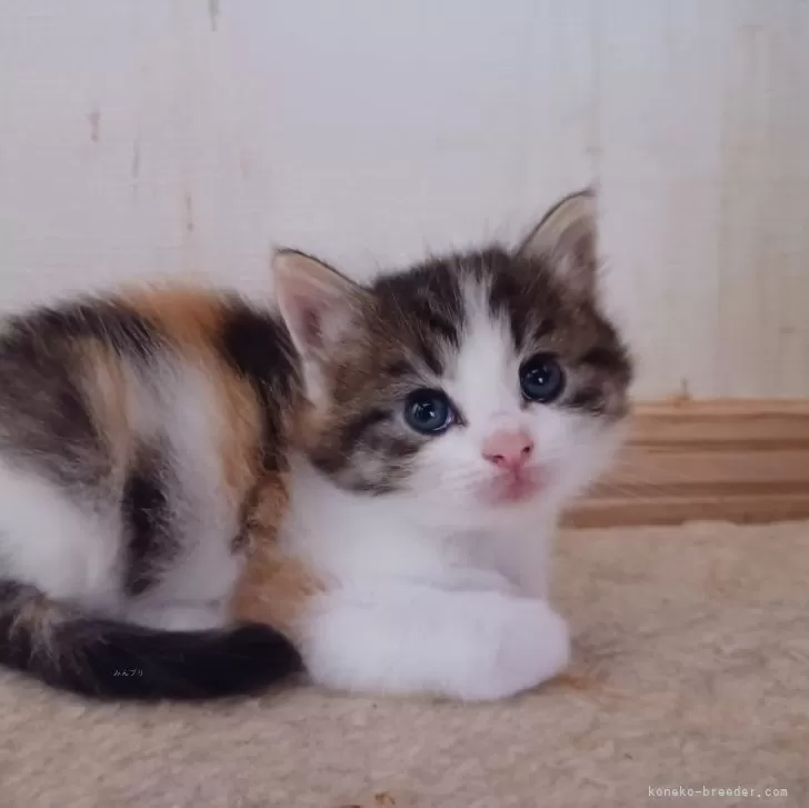 ID：2405-00079の子猫